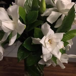 Meet your Posher, Shirin